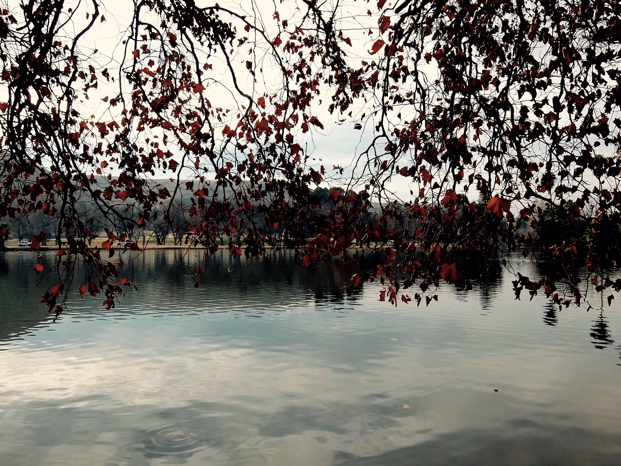 Fujifilm XQ1 sample photo. Behind those leaves photography