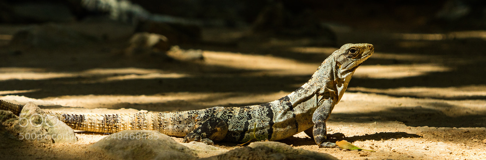 Canon EOS M3 sample photo. Lizard photography