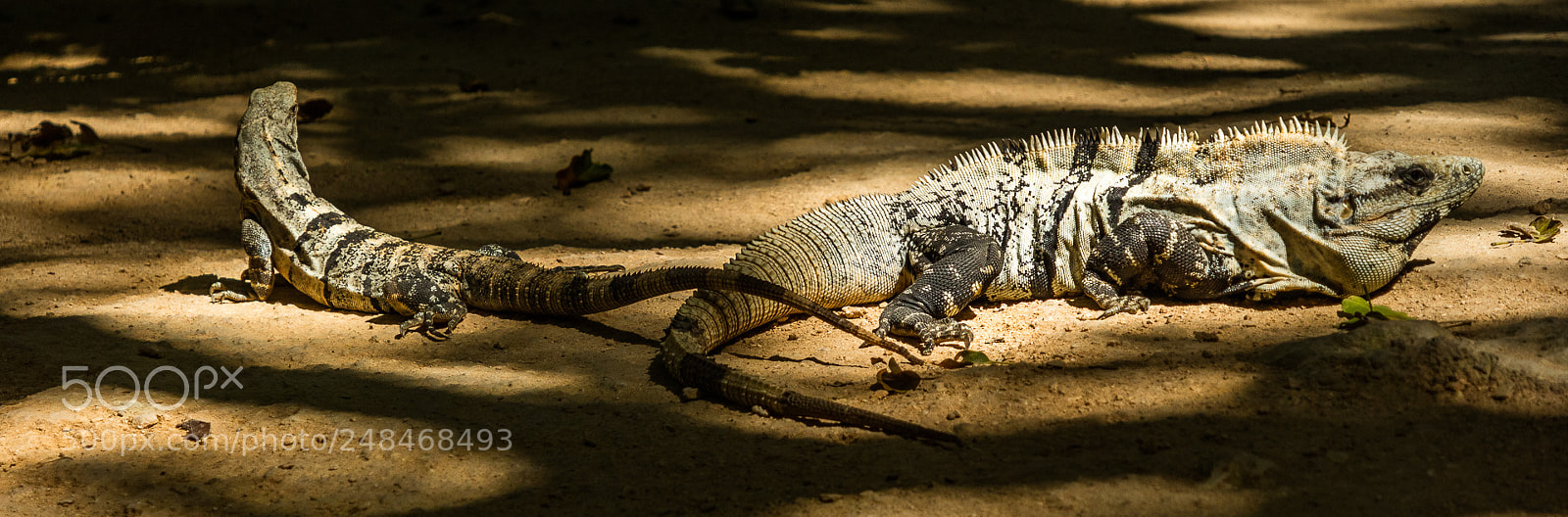 Canon EOS M3 sample photo. Lizard photography