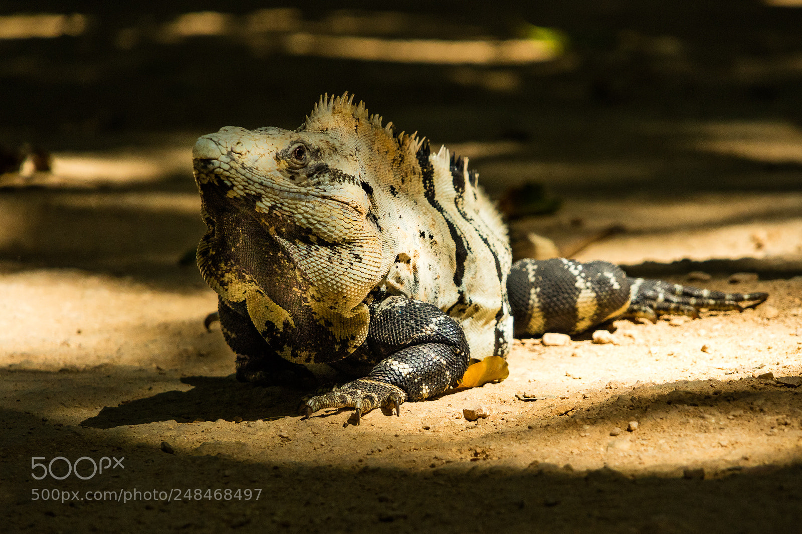 Canon EOS M3 sample photo. Lizard photography