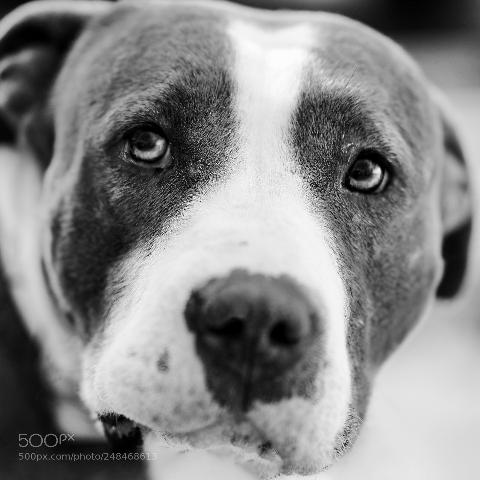 Sony a7R II sample photo. Sweet lady photography