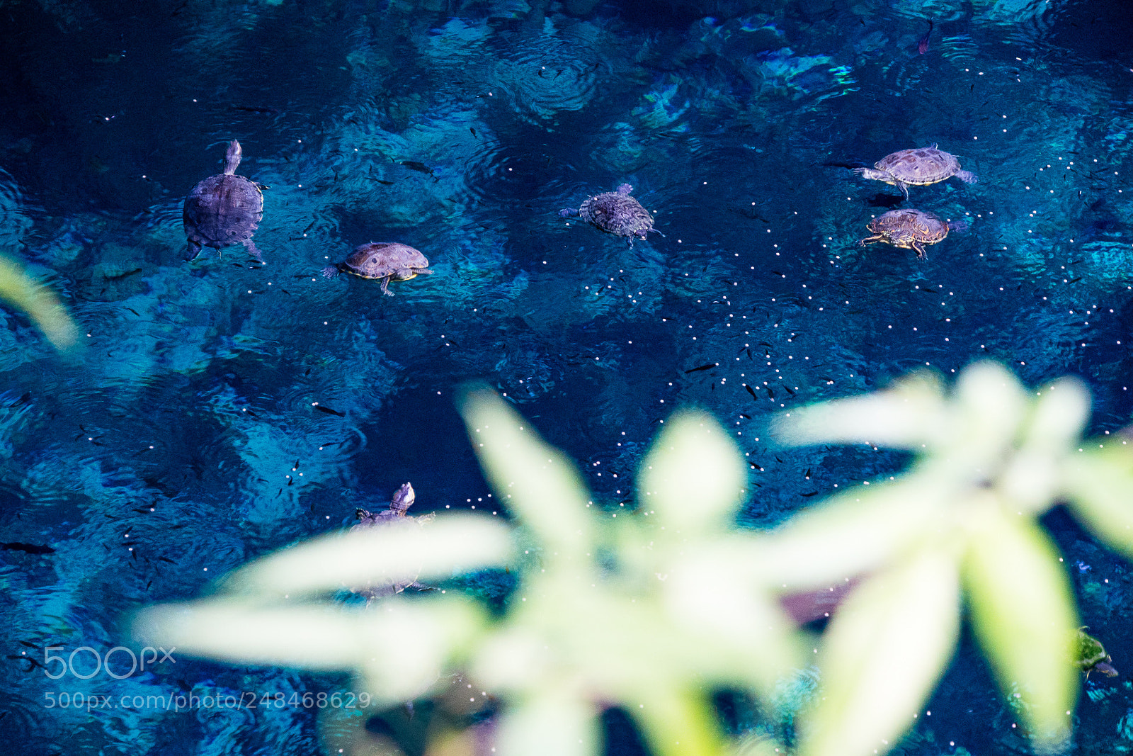 Canon EOS M3 sample photo. Turtles photography