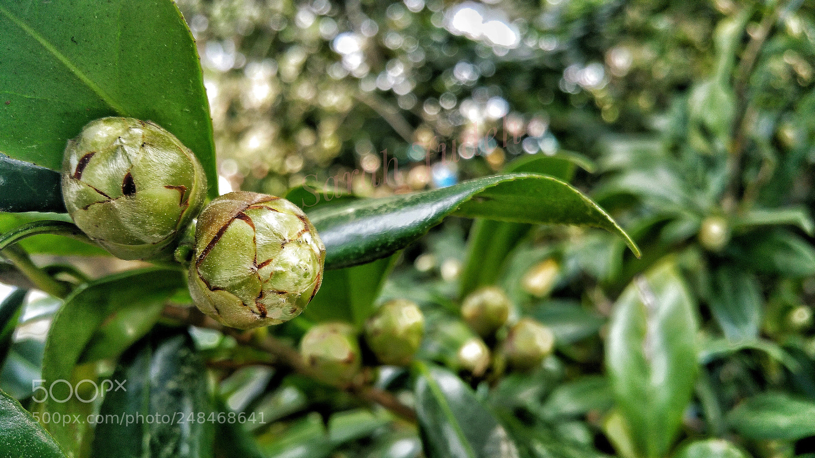 Samsung Galaxy Note4 sample photo. Untitled photography