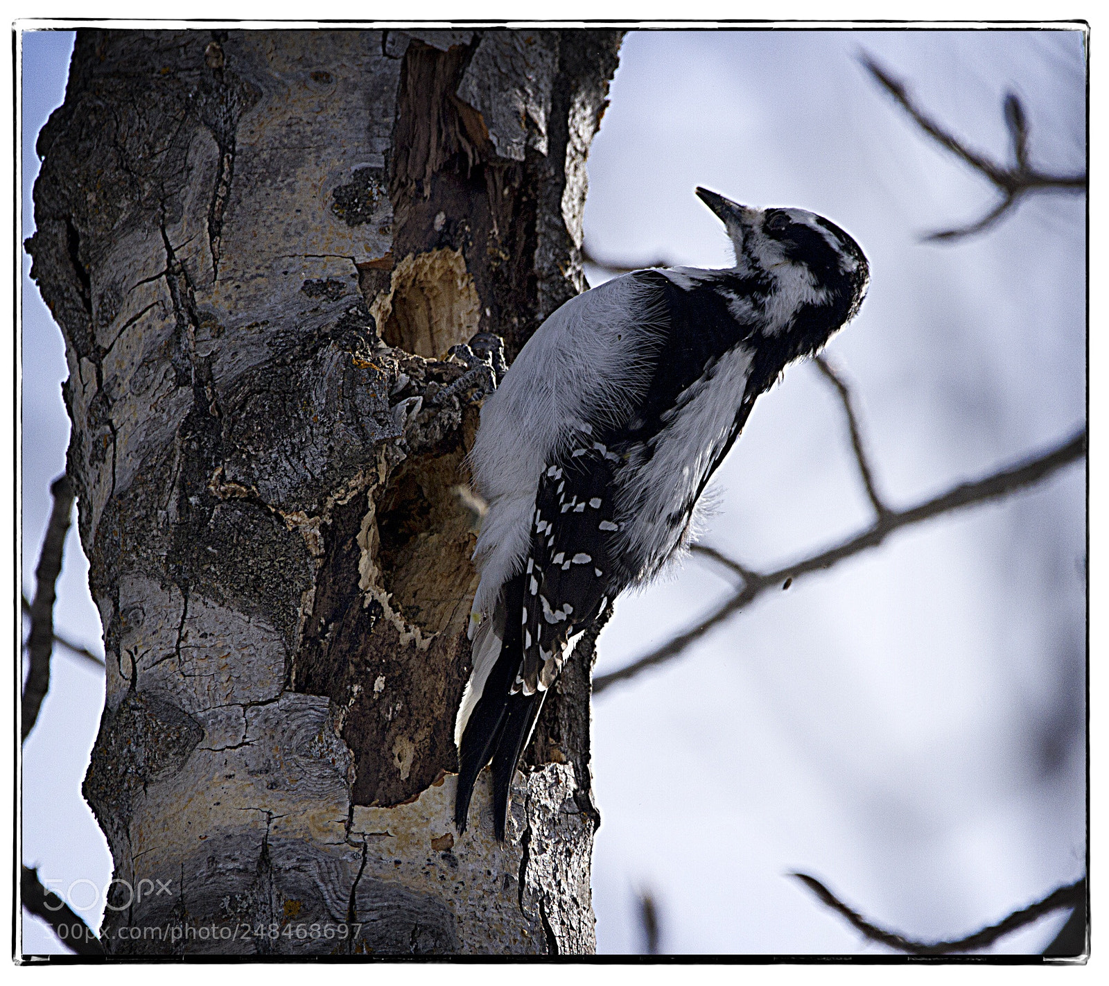 Canon EOS 7D sample photo. This hairy woodpecker made photography
