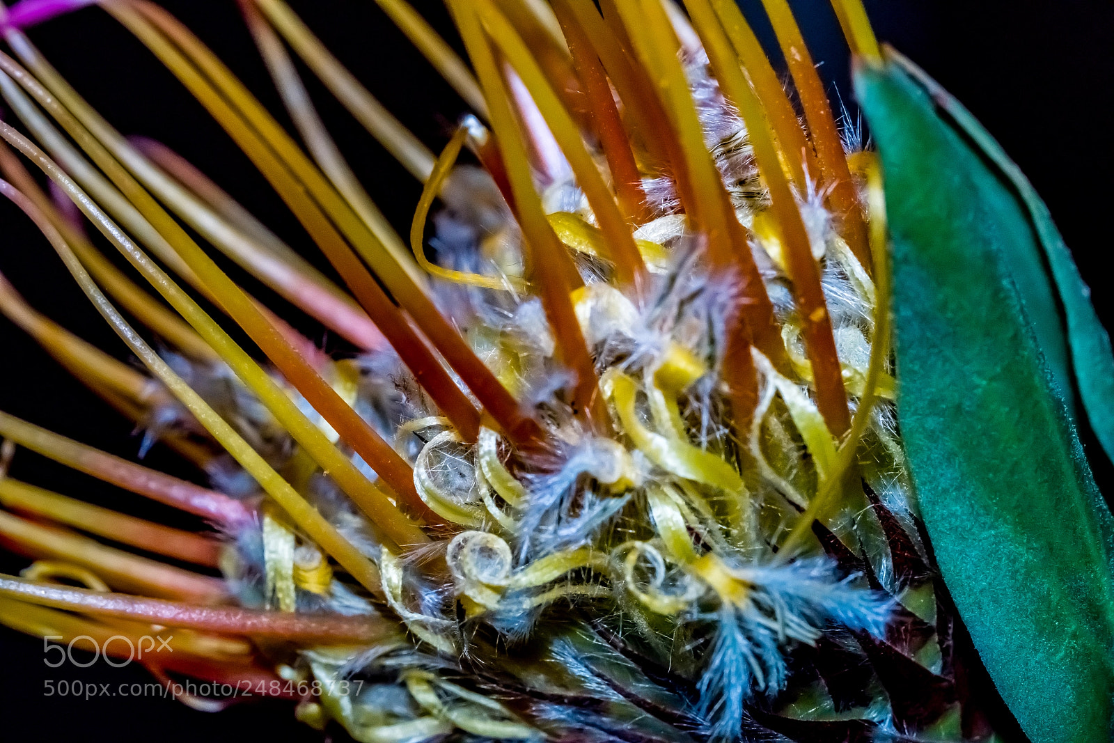 Sony a7R II sample photo. Cushion revisited photography