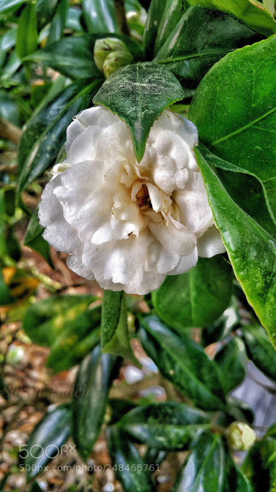Samsung Galaxy Note4 sample photo. Untitled photography