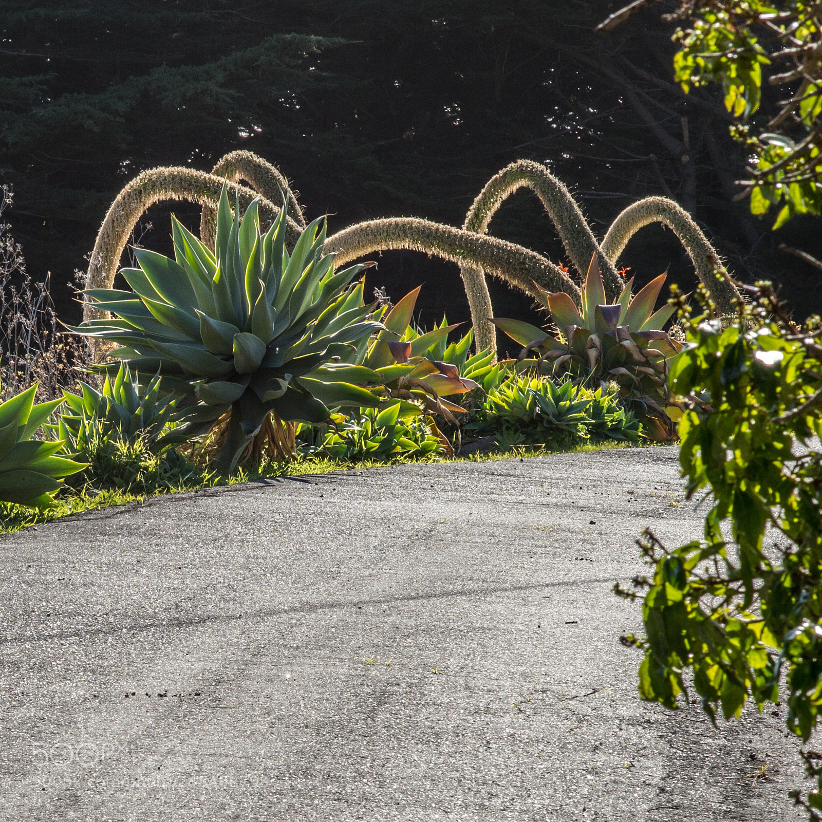 Leica M (Typ 240) sample photo. Alien driveway photography