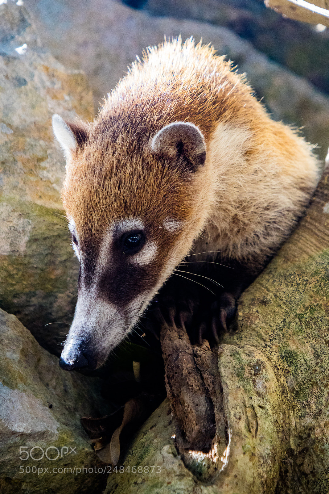 Canon EOS M3 sample photo. Coatis photography
