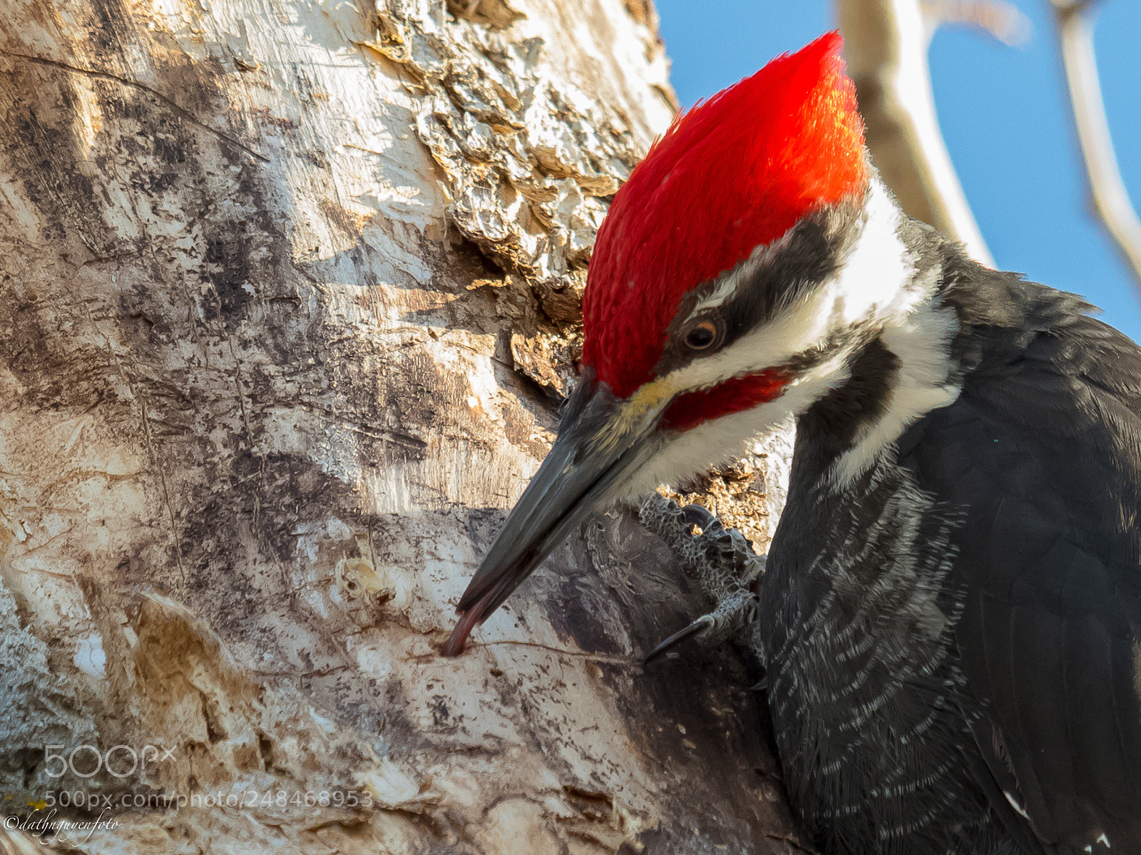 Canon EOS 7D Mark II sample photo. Pilated woodpecker in feed photography