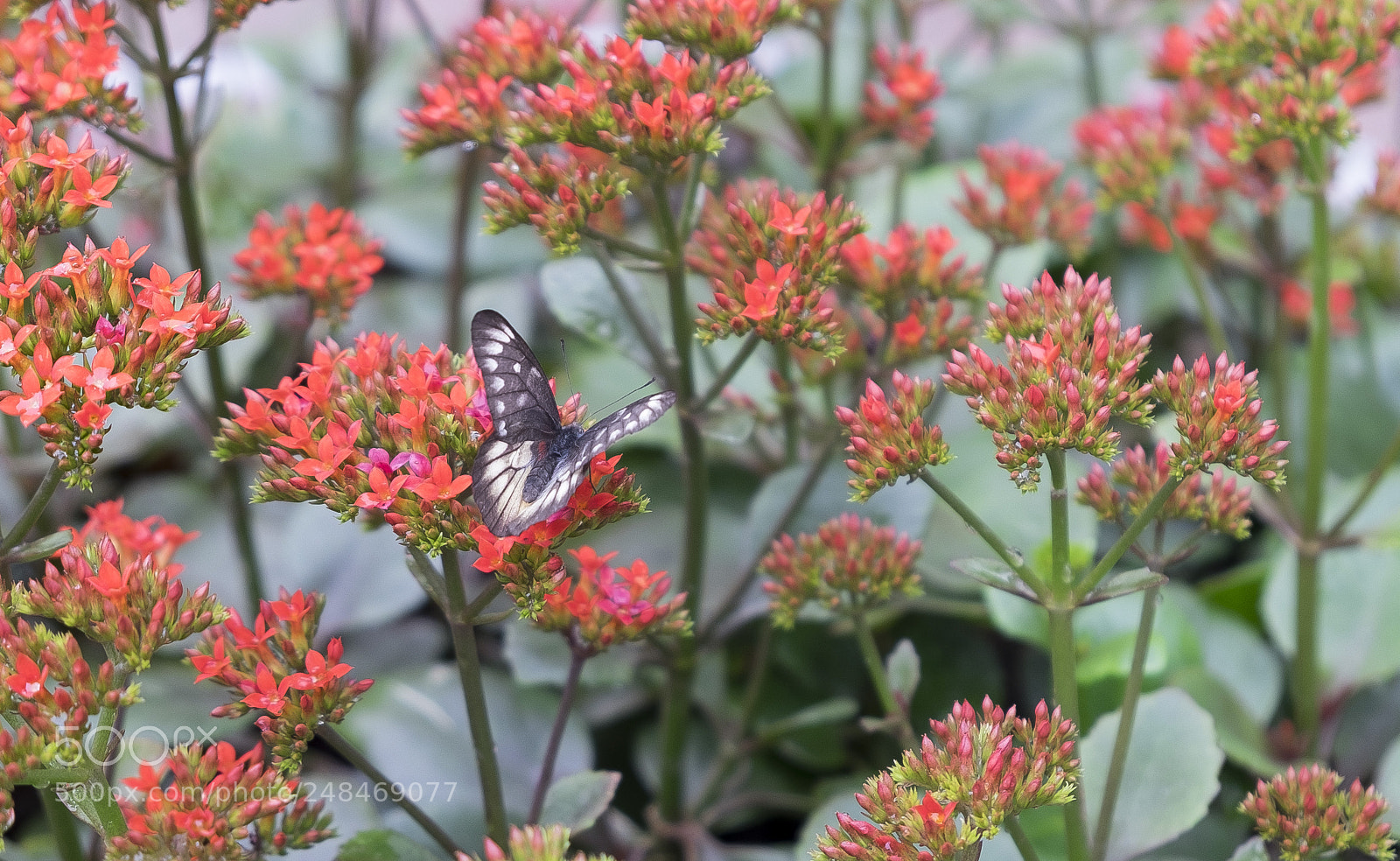 Fujifilm X-T10 sample photo. Spring butterfly photography