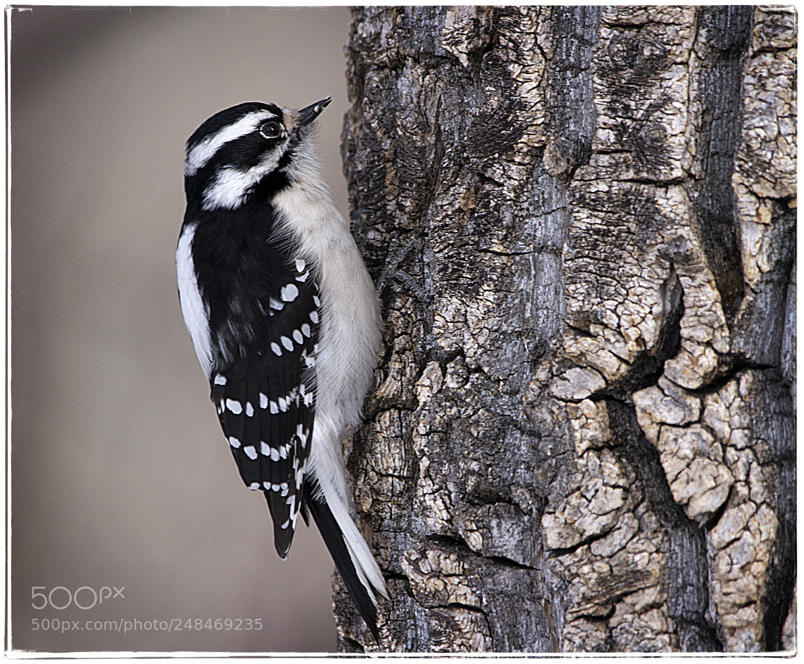 Canon EOS 7D sample photo. Hairy woodpecker photography