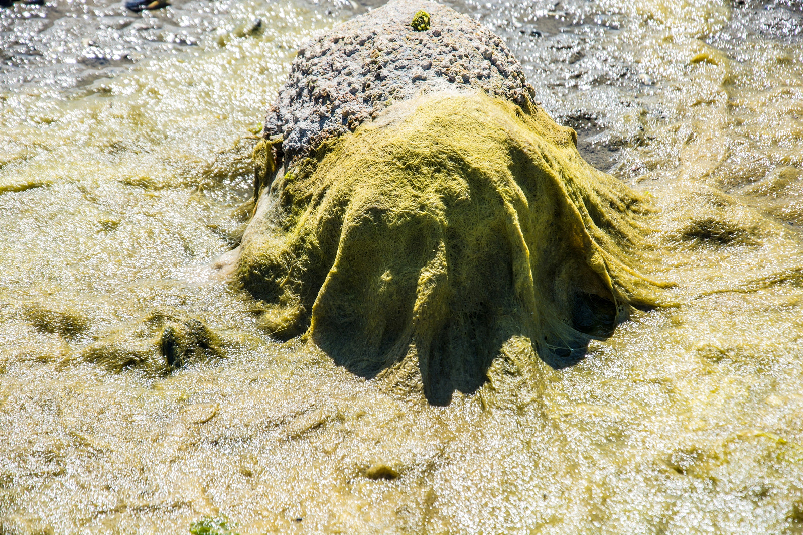 Nikon D7100 sample photo. Algae natural weaving photography
