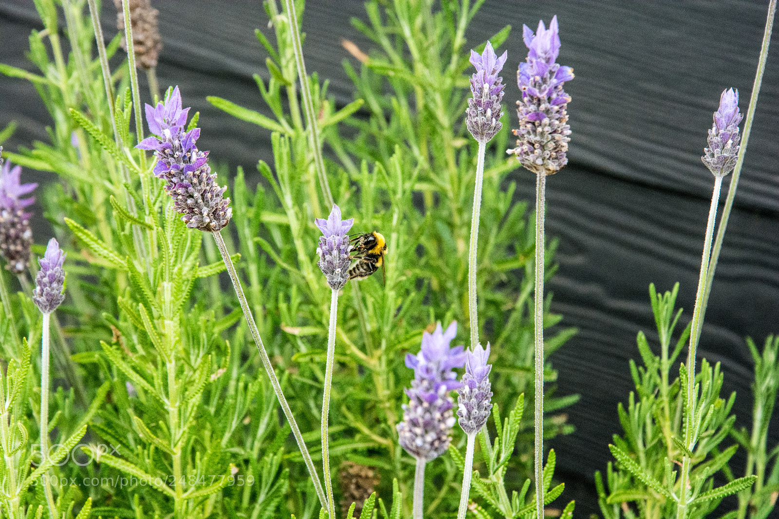Nikon D7100 sample photo. Abeja photography
