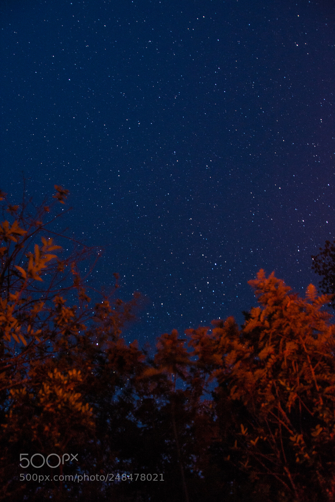 Nikon D7100 sample photo. Fogata photography
