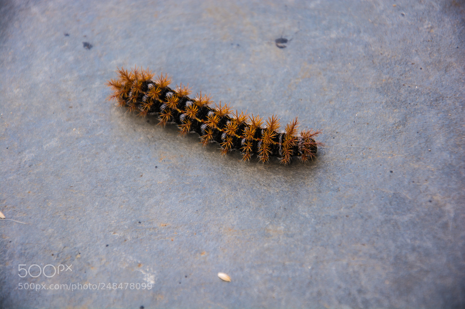 Nikon D7100 sample photo. Red caterpillar photography