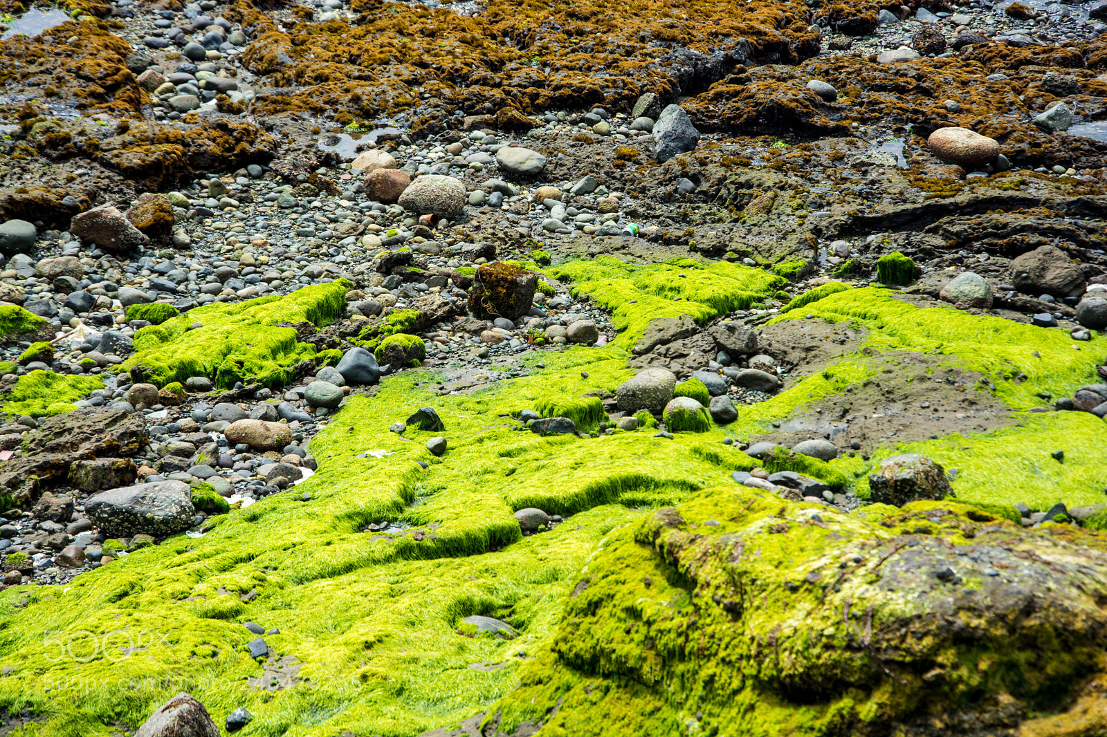 Nikon D7100 sample photo. Algas y musgo marino photography