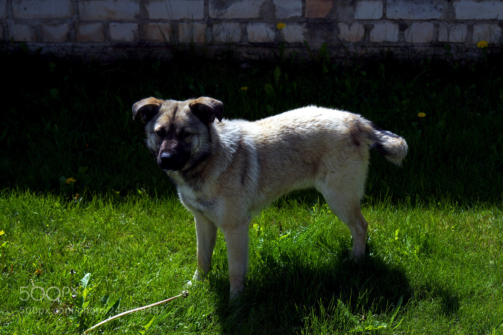 Sony Alpha a5000 (ILCE 5000) sample photo. A mongrel dog photography