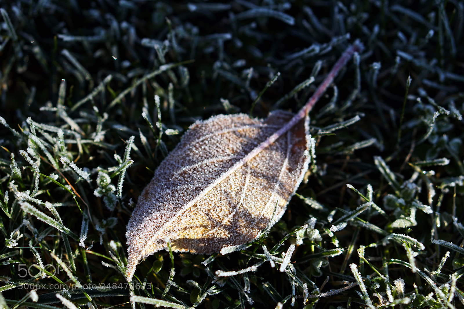 Sony Alpha a5000 (ILCE 5000) sample photo. Frozen leaf photography