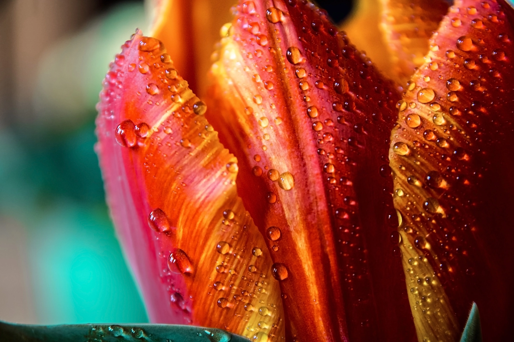 Tulip