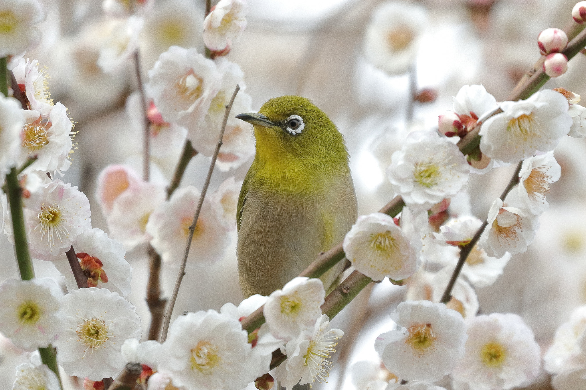 白梅とメジロ 7I2A8537