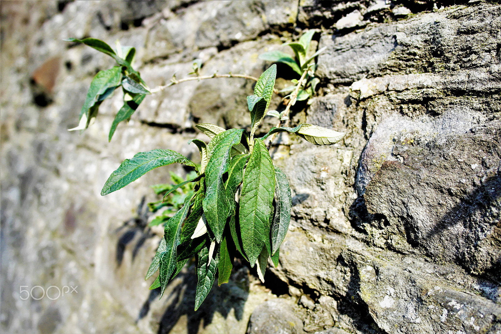 Samsung NX1000 sample photo. Concrete green photography