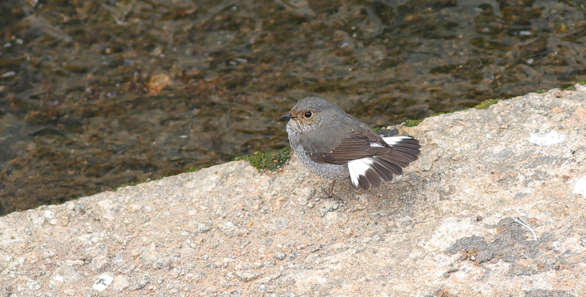 Canon EOS 6D Mark II + Canon EF 300mm F4L IS USM sample photo. 紅尾水鴝(雌性) plumbeous redstart (female) photography