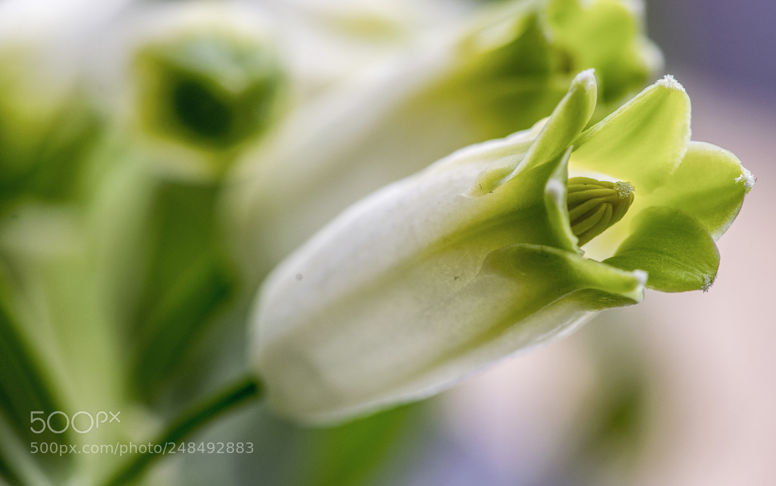 Nikon D5300 sample photo. Fleur de sceau de photography