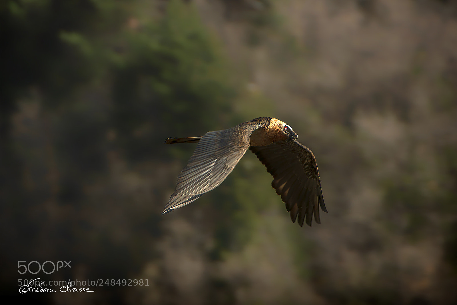Nikon D800E sample photo. Gypaetus barbatus photography