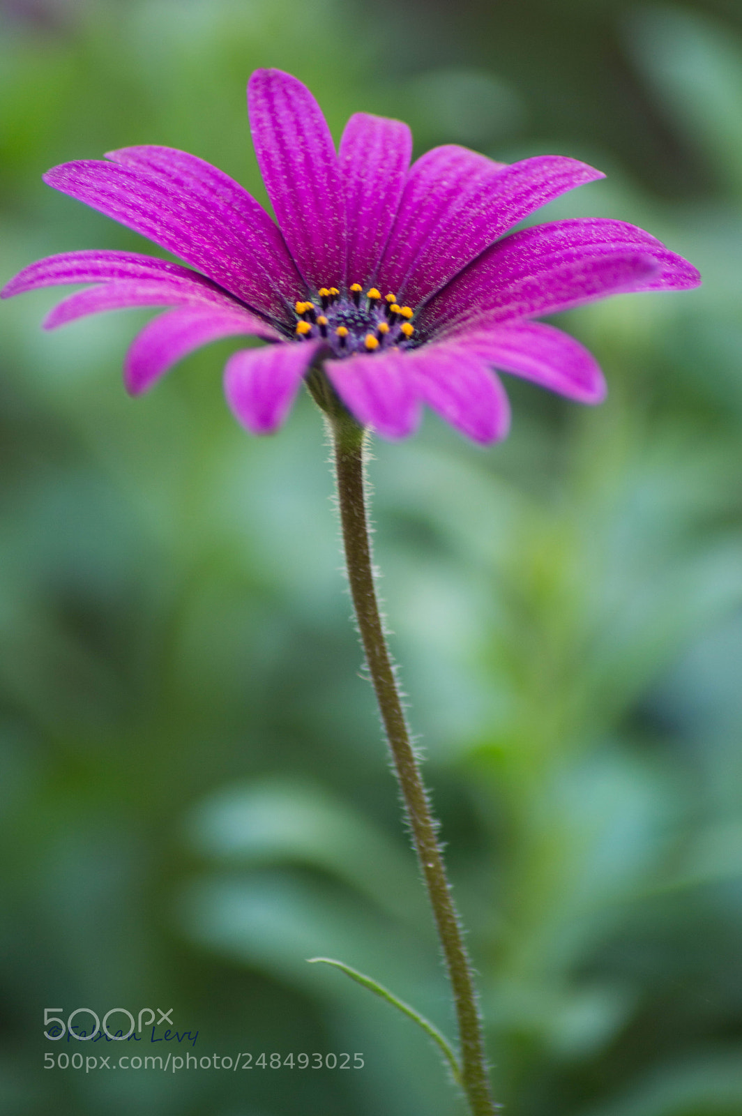 Nikon D3200 sample photo. Margdai photography