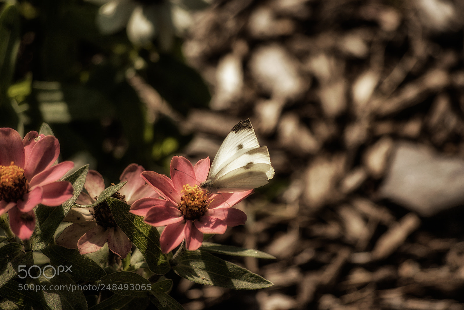 Pentax K10D sample photo. Butterfly photography