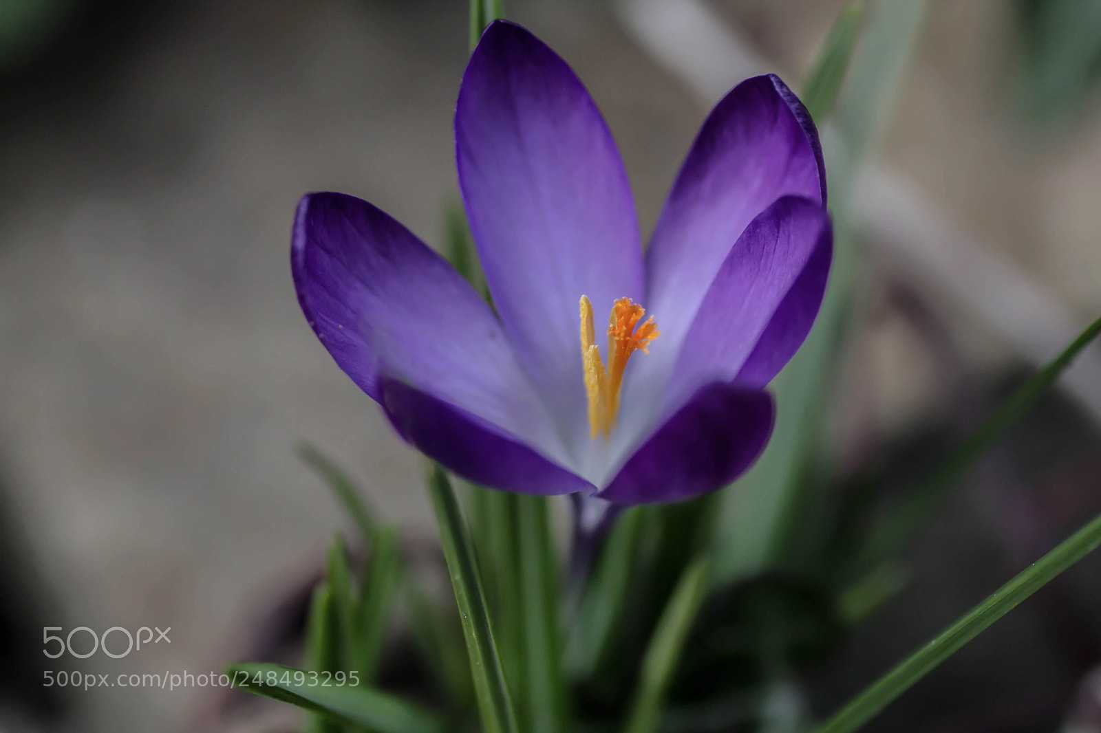 Canon EOS 600D (Rebel EOS T3i / EOS Kiss X5) sample photo. Il y a moins photography