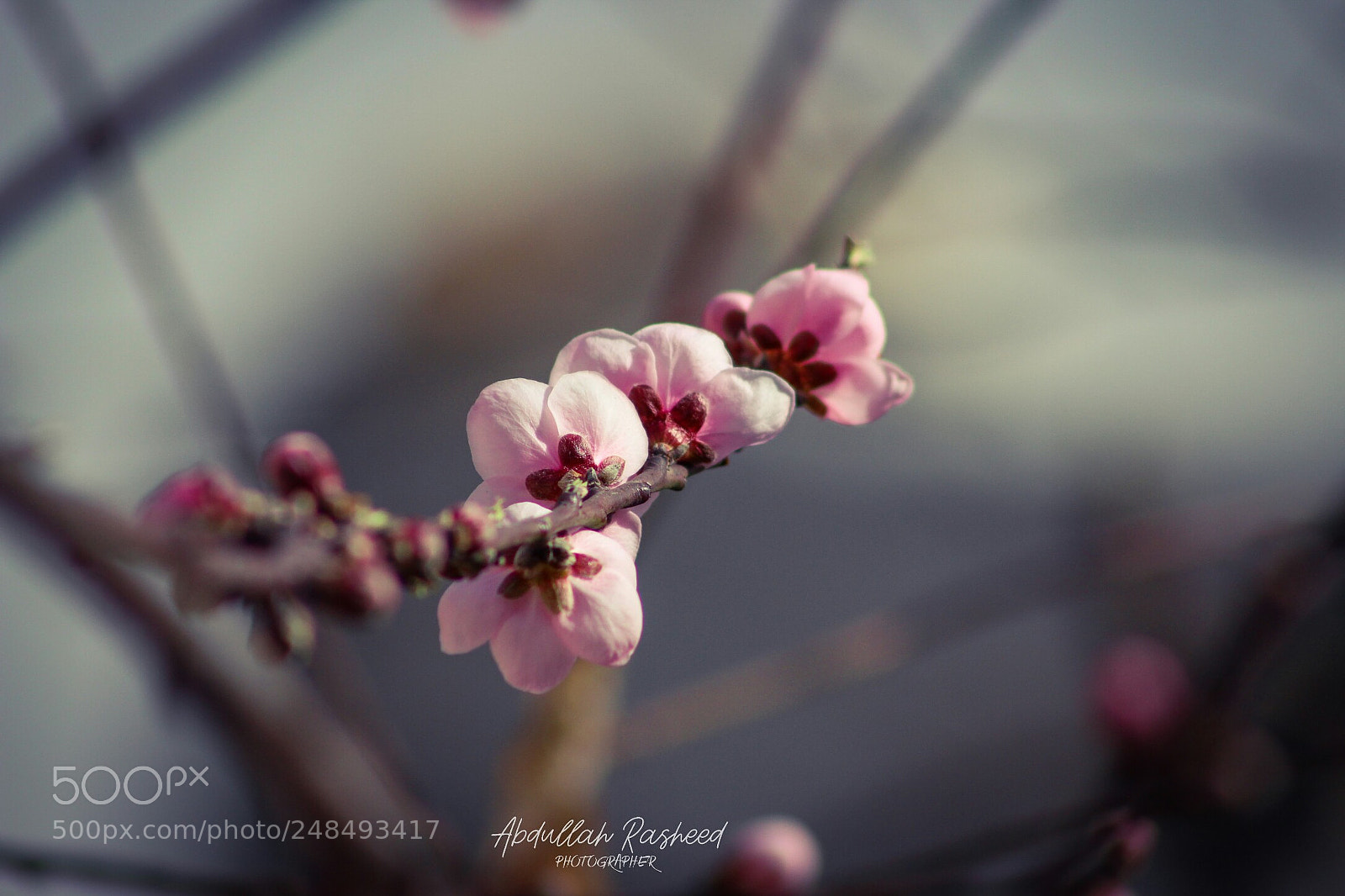 Canon EOS 700D (EOS Rebel T5i / EOS Kiss X7i) sample photo. Untitled photography