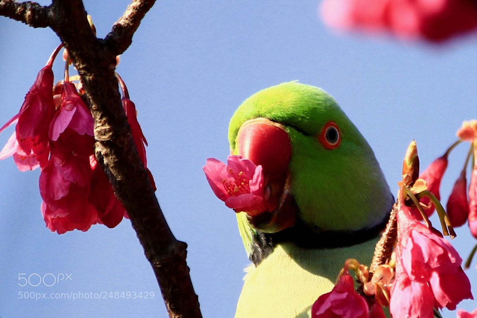 Canon EOS 700D (EOS Rebel T5i / EOS Kiss X7i) sample photo. Go out sakura picking... photography
