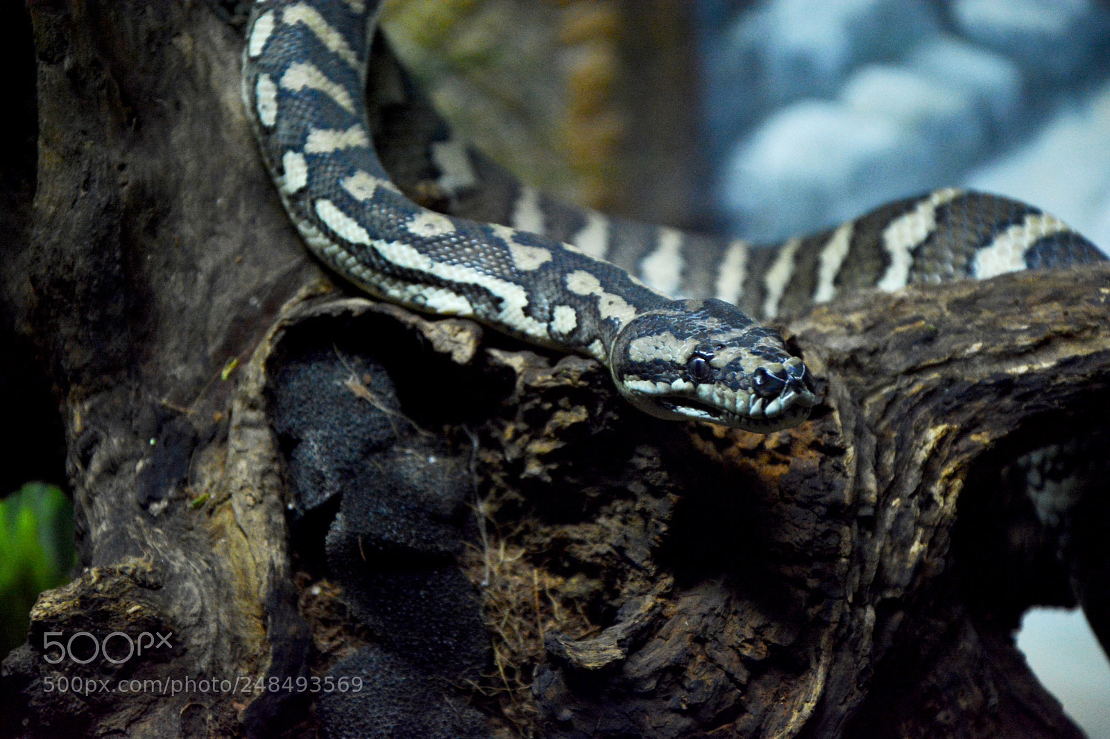 Nikon D7100 sample photo. Snake photography