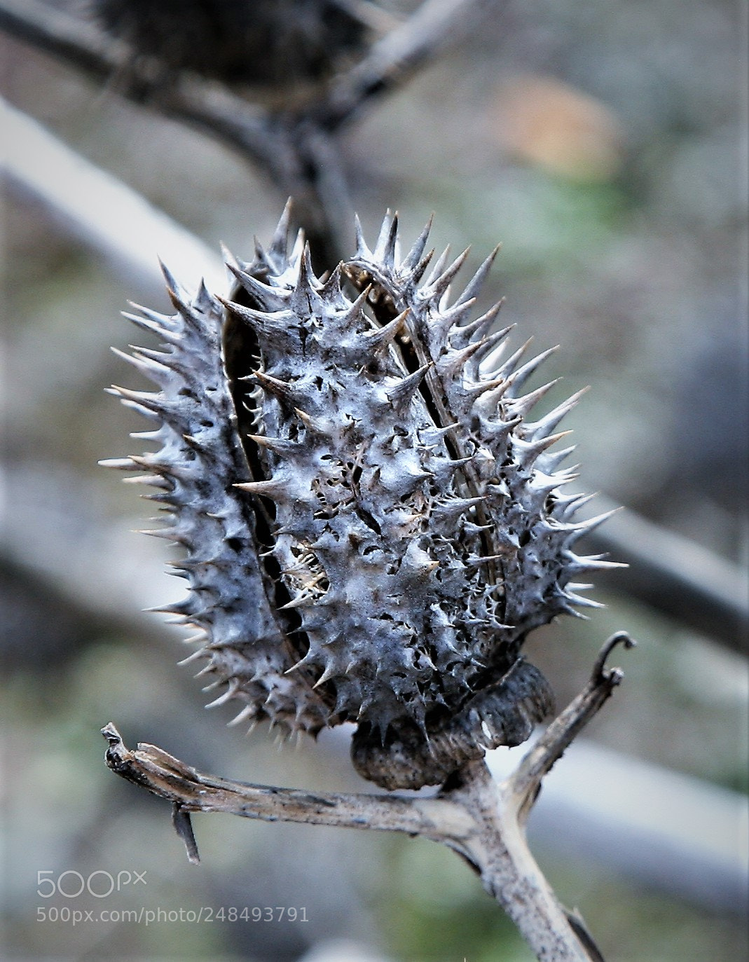 Canon EOS 5D sample photo. Img photography