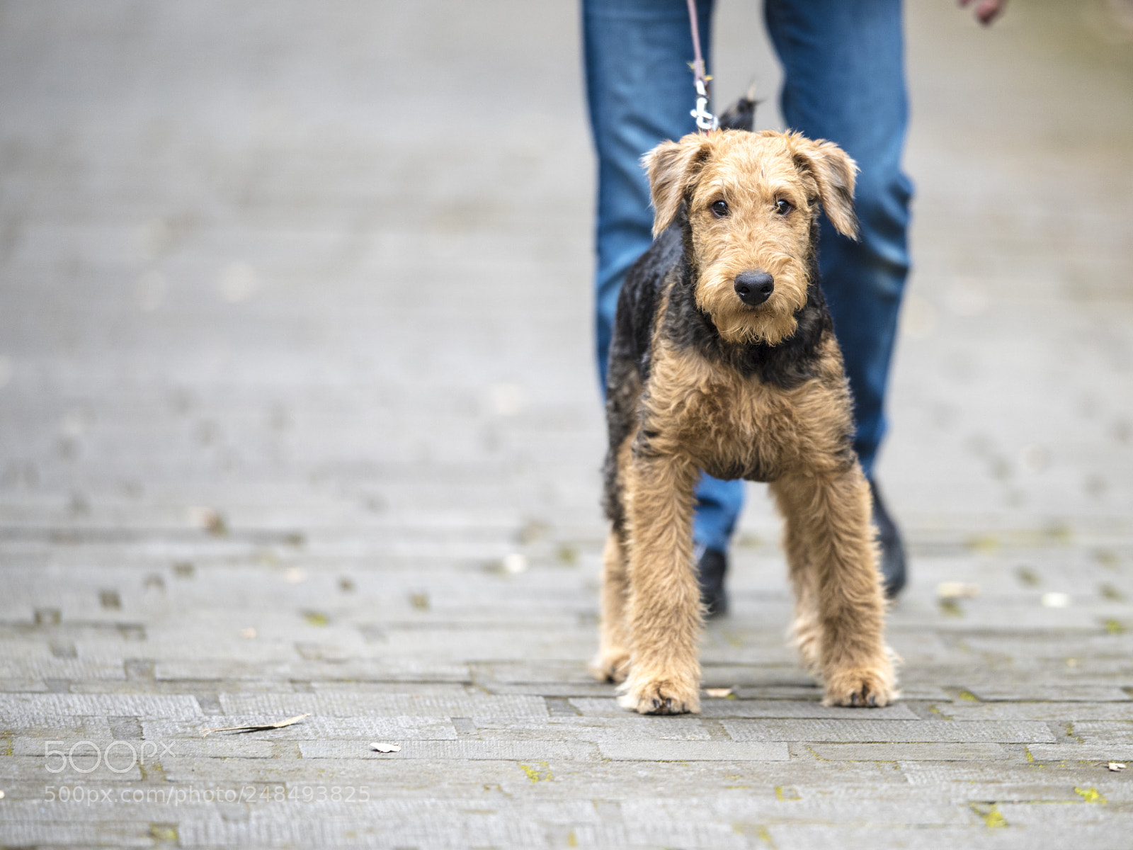 Nikon D810 sample photo. First walk photography