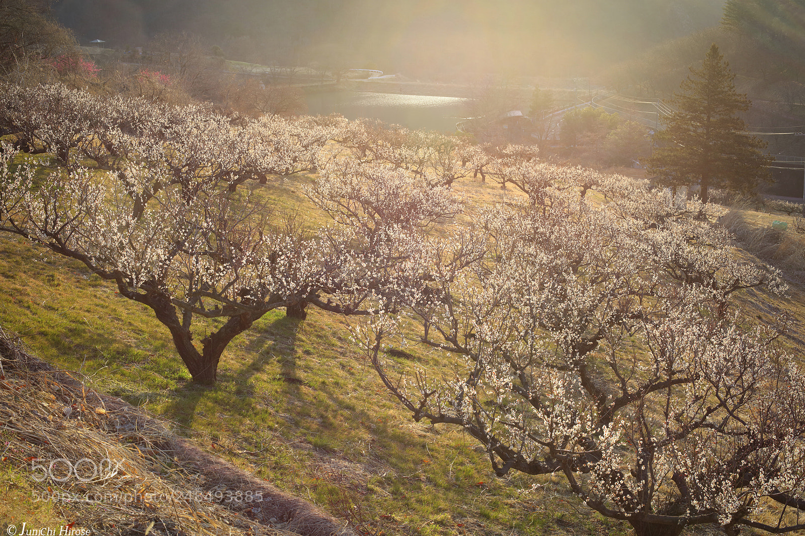 Canon EOS 5DS sample photo. Morning of plum village photography