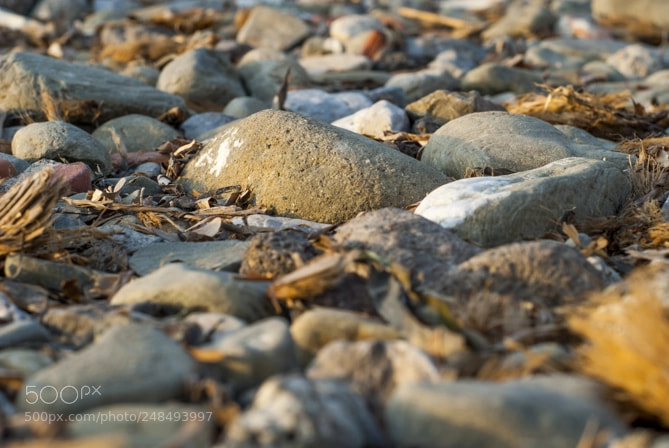 Nikon D200 sample photo. Rocky beach on a photography