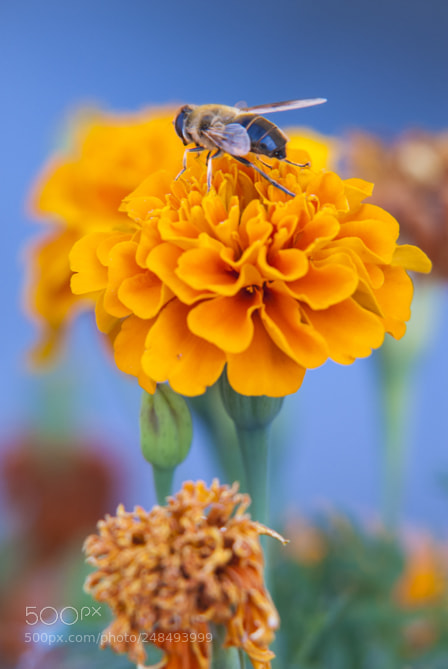 Nikon D200 sample photo. Portrait of a flower photography