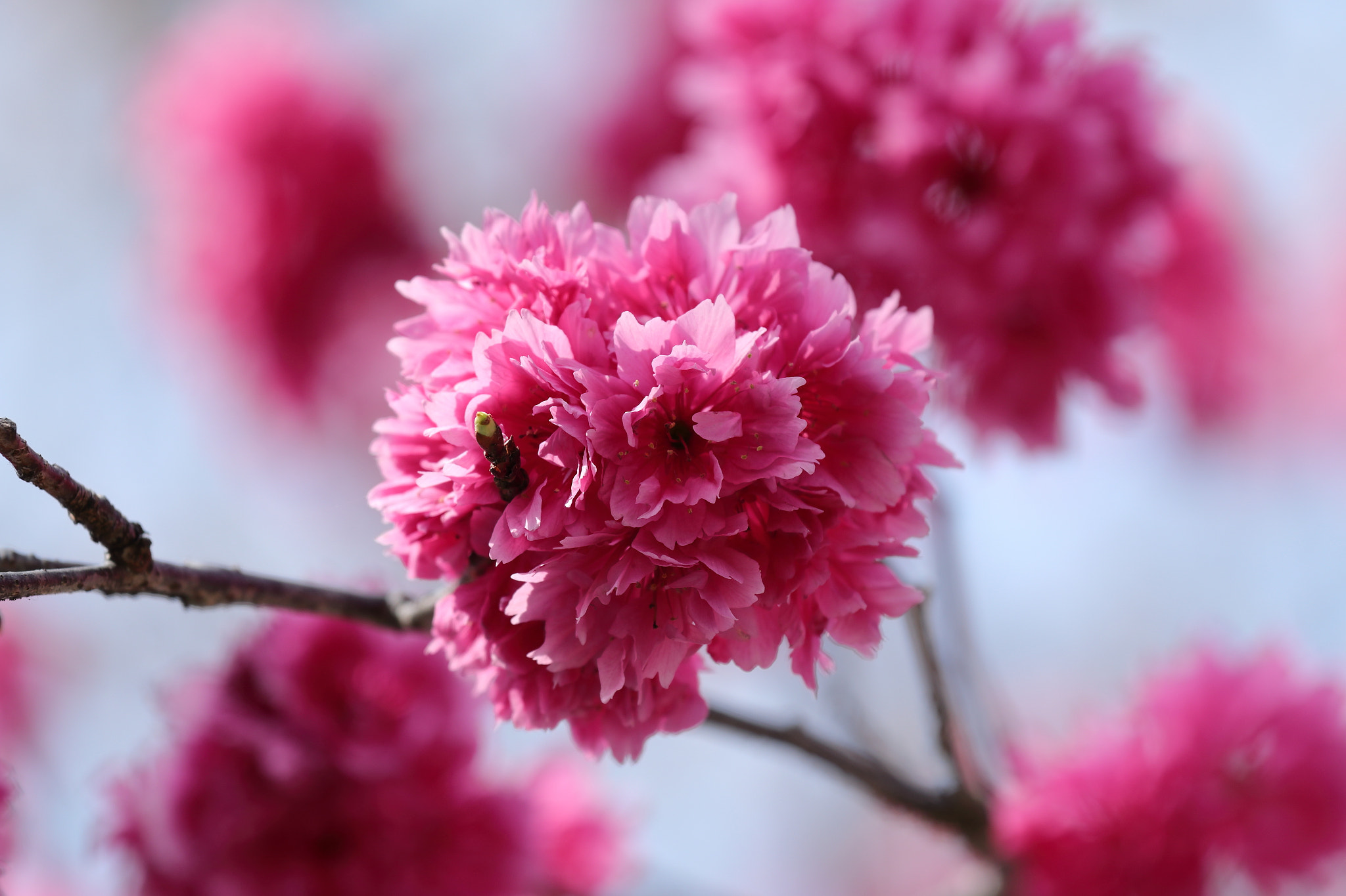 Canon EOS 70D + Canon EF 70-200mm F4L IS USM sample photo. Img_3564m 八重桜, 重瓣山櫻花 photography