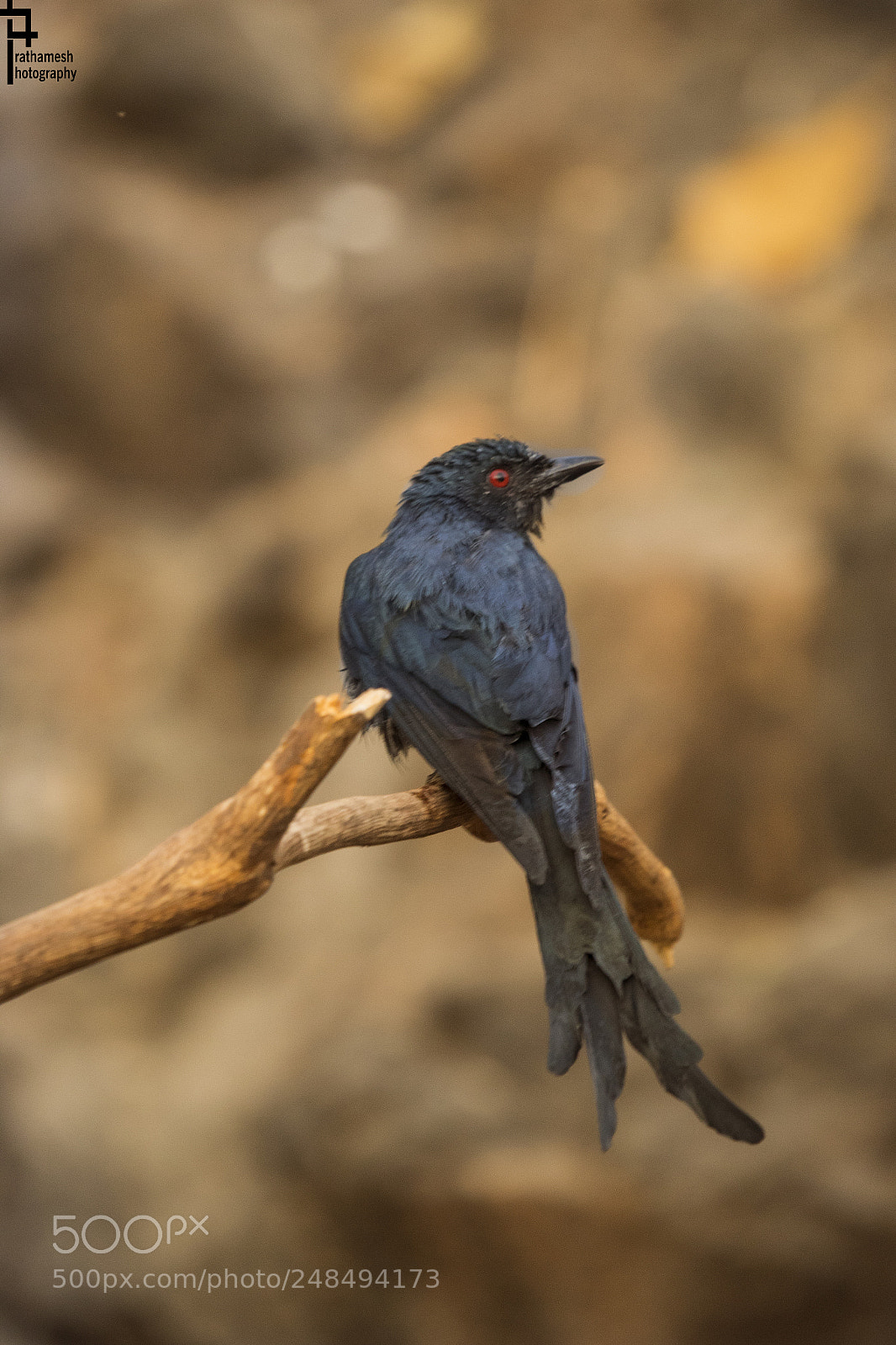 Canon EOS 1300D (EOS Rebel T6 / EOS Kiss X80) sample photo. Ashy drongo photography