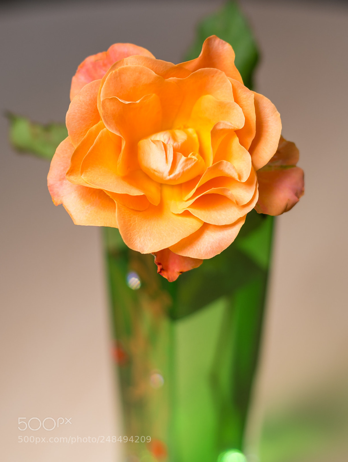 Nikon D850 sample photo. Rose photography