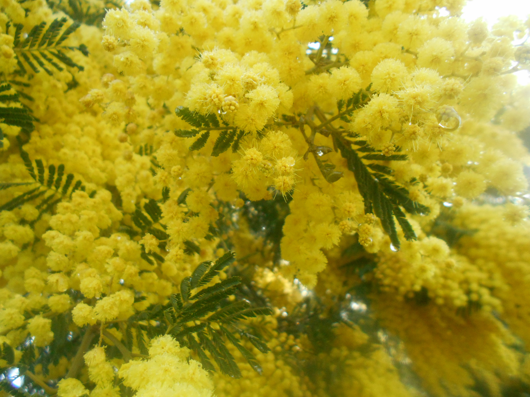 Nikon Coolpix S2900 sample photo. Mimosa.jpg photography