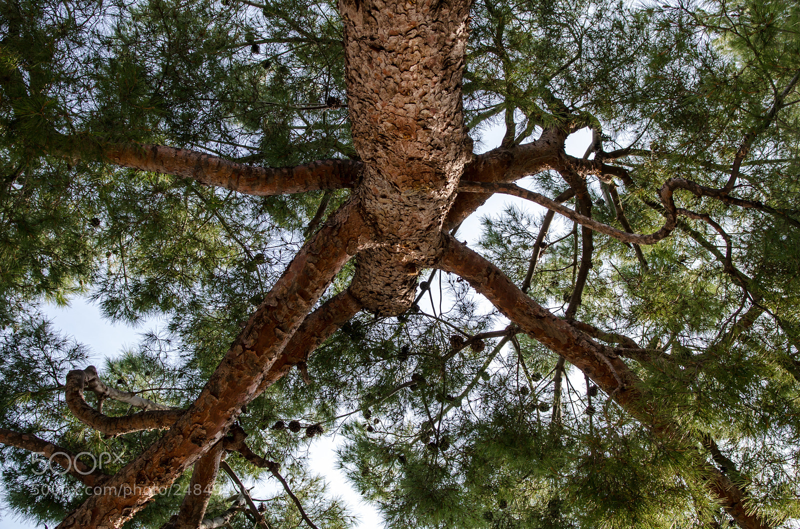 Nikon D5100 sample photo. Upside down tree photography
