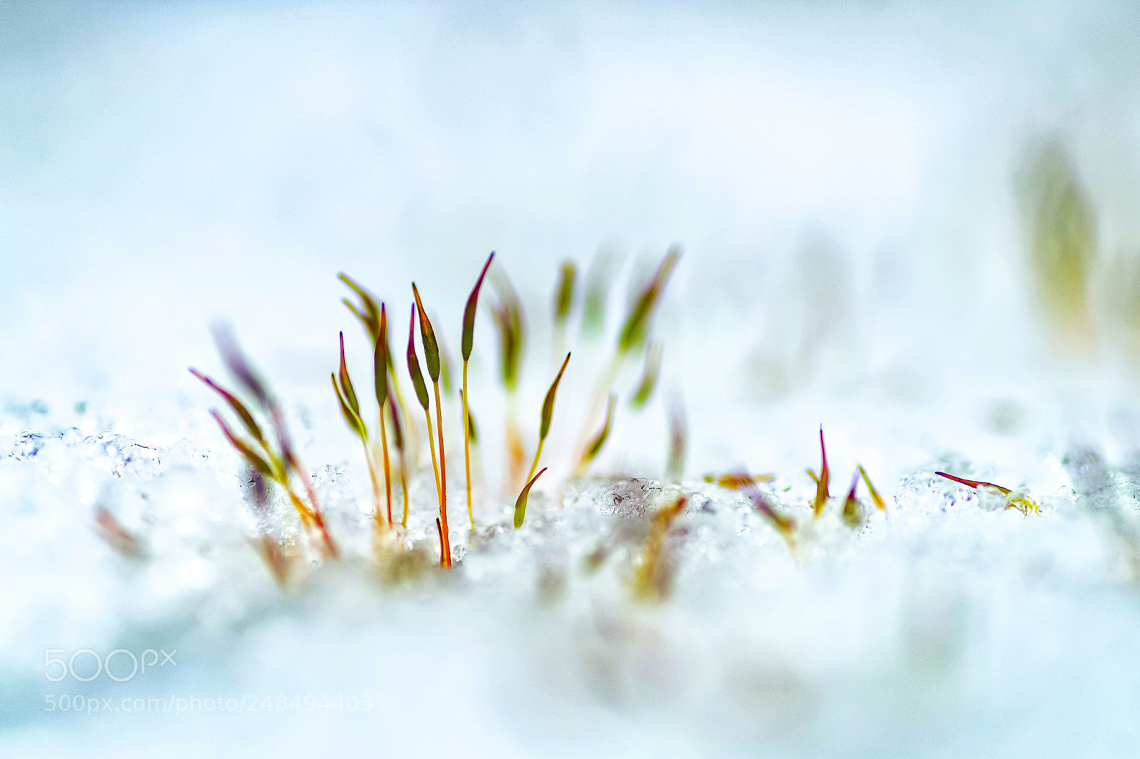 Pentax K-S2 sample photo. Les pieds au frais ❄ photography