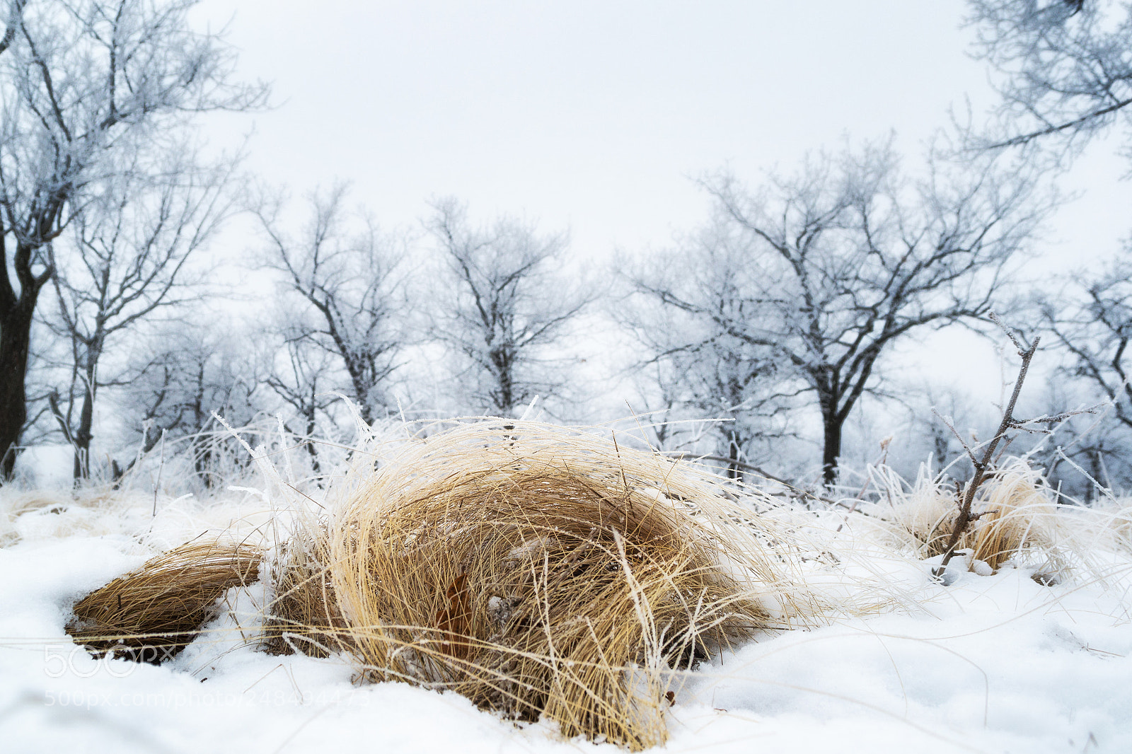 Nikon D3100 sample photo. как смарт объект photography