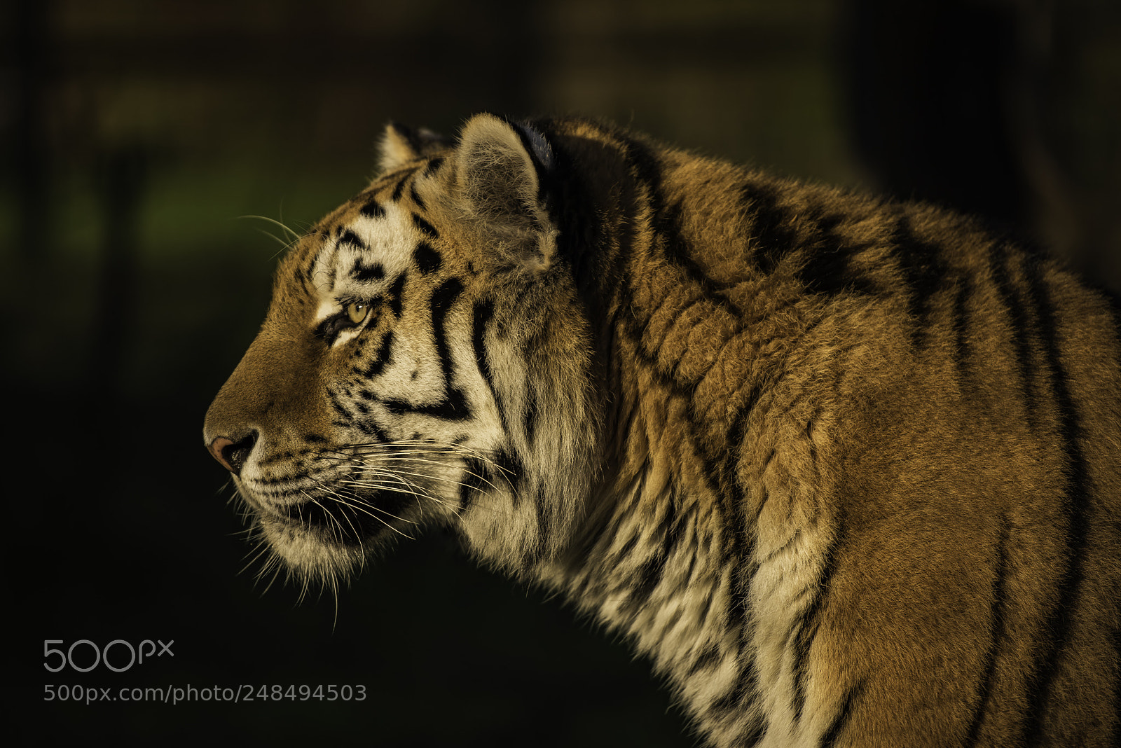Nikon D810 sample photo. Tiger series photography