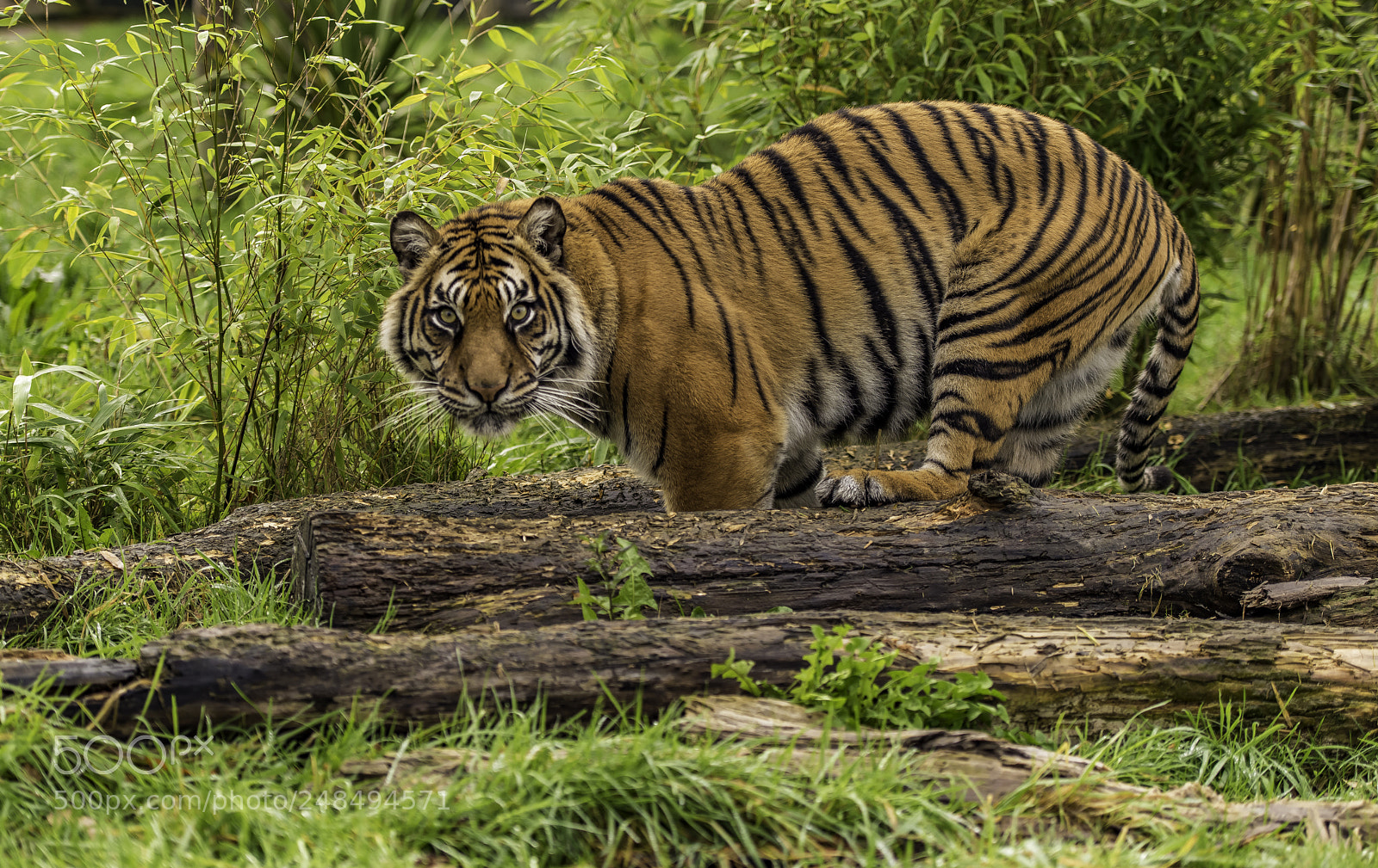 Nikon D810 sample photo. Tiger series photography