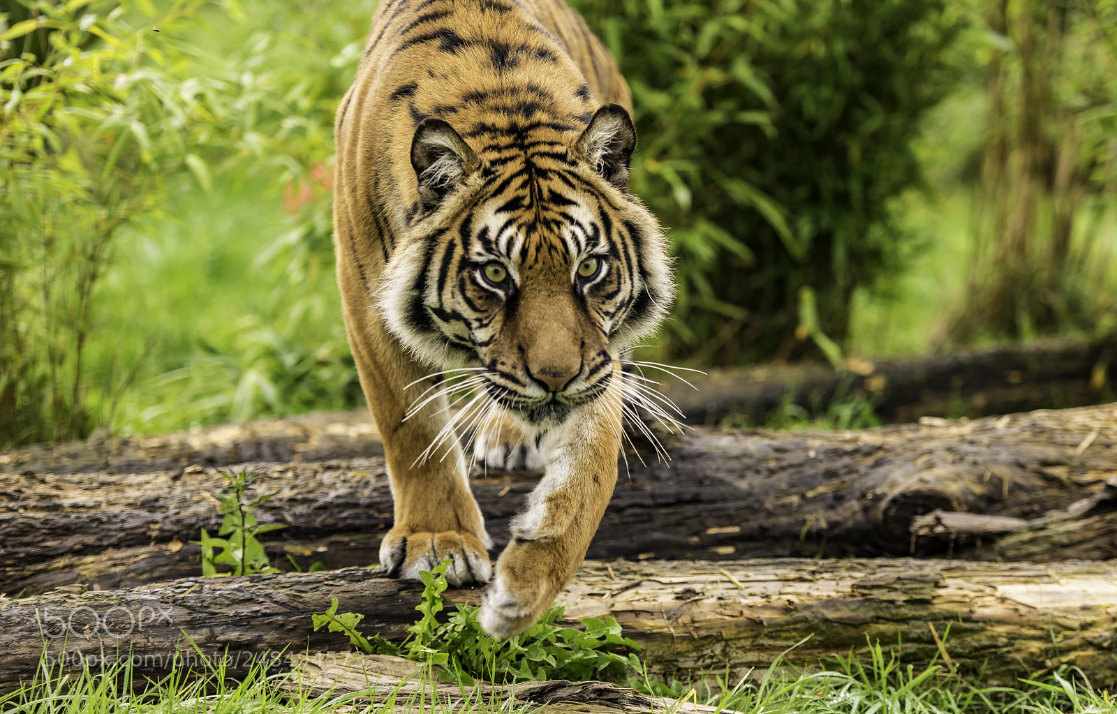 Nikon D810 sample photo. Tiger series photography