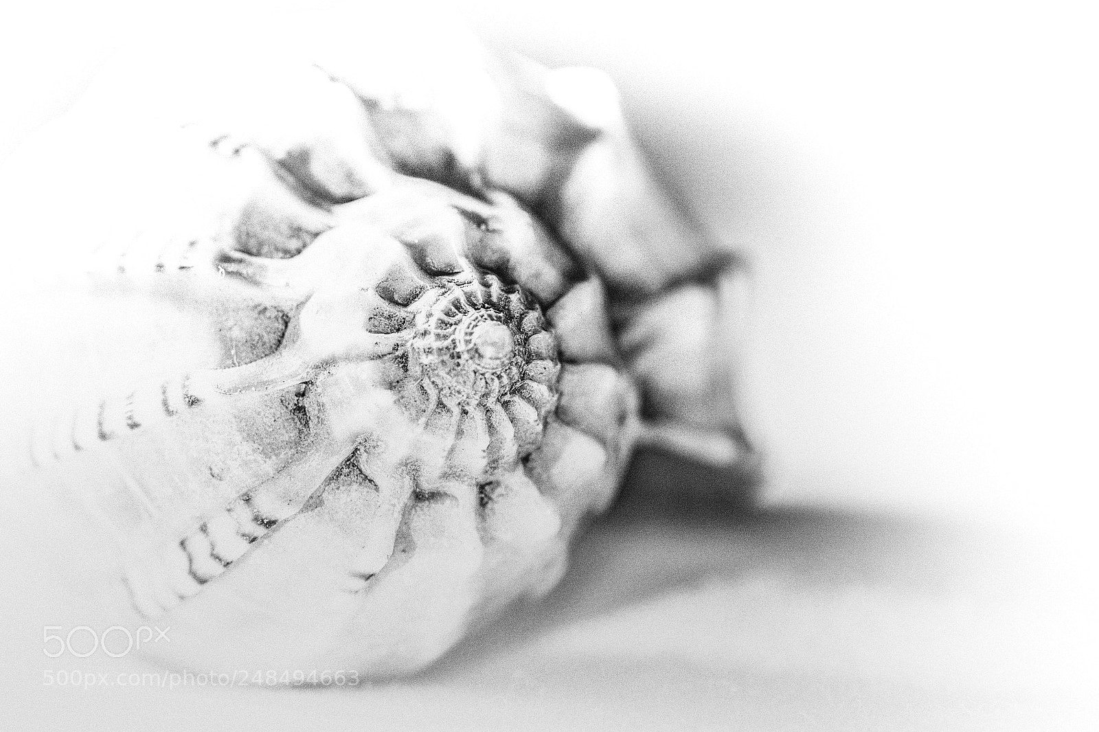 Nikon D7200 sample photo. Shell photography